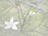 bglily.jpg (7325 bytes)